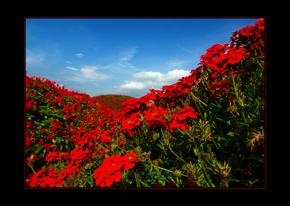 JardinSurprise_04