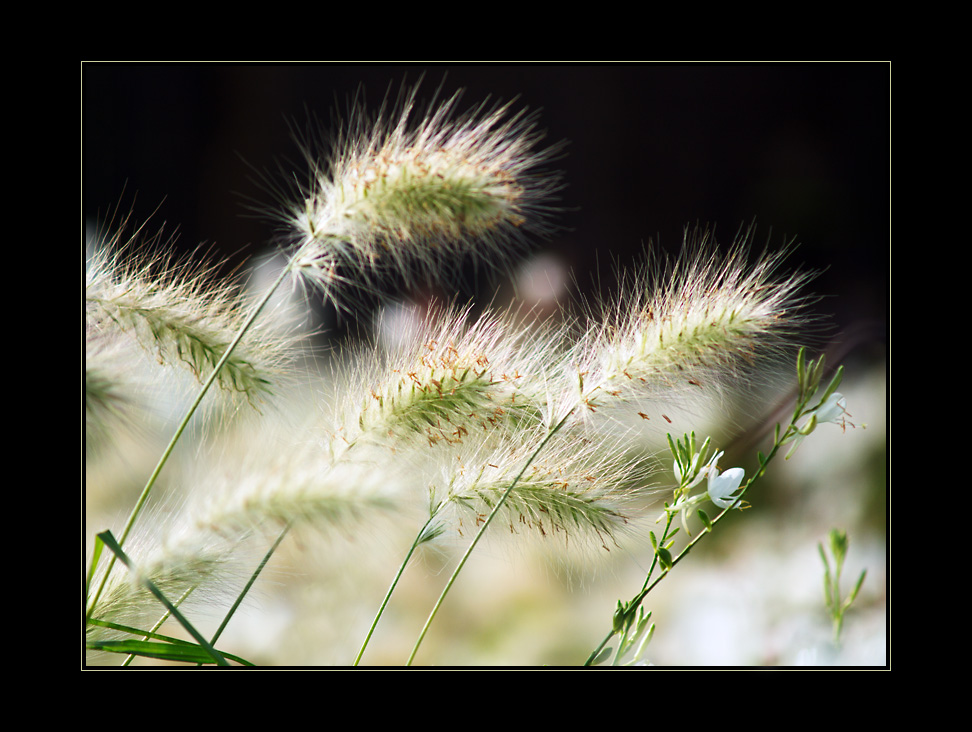 JardinSurprise_08