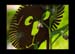 JardinSurprise_02