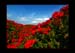 JardinSurprise_04