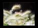 JardinSurprise_08